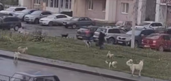 Возбуждено уголовное дело по сообщениям, выявленным в СМИ, о нападении в Киселевске бездомных собак на женщин и несовершеннолетнего ребенка