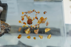 В Кузбассе обнаружили уникальный янтарь возрастом более 100 млн лет