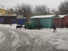 Свора бездомных собак пер. Транспортный, Примите меры