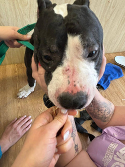 В Новокузнецке «живодер» по приговору суда отправился в колонию на 3,5 года    