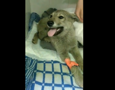 ЩЕНКУ из КАРАГАЙЛЫ СРОЧНО ТРЕБУЕТСЯ ОПЕРАЦИЯ. ПЛАТИТЬ НЕЧЕМ (ВИДЕО) ЩЕНКУ из КАРАГАЙЛЫ СРОЧНО ТРЕБУЕТСЯ ОПЕРАЦИЯ. ПЛАТИТЬ НЕЧЕМ (ВИДЕО)