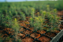 3 тысячи гектаров леса восстановят в Кузбассе в 2026 году по нацпроекту «Экологическое благополучие»