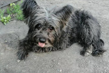 Пристроили, всем спасибо!