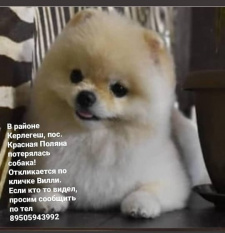 В р.Керлегеш .Красная Поляна. Потерялась собака В р.Керлегеш .Красная Поляна. Потерялась собака