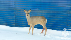 Добровольные пожарные спасли косулю