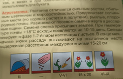 Сибирское межрегиональное управление Россельхознадзора напоминает о возможных рисках при покупке семян и саженцев дистанционным способом Сибирское межрегиональное управление Россельхознадзора напоминает о возможных рисках при покупке семян и саженцев дистанционным способом