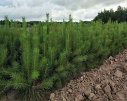 Кузбасс в числе лидеров России по сохранению и восстановлению лесов Кузбасс в числе лидеров России по сохранению и восстановлению лесов