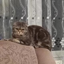 Пропал кот, британский по ул. 50 лет Октября 35