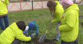Педагоги Киселевска высадили кедры в память о героях войны