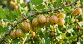Уксус на даче: 4 неожиданных способа применения в уходе за крыжовником