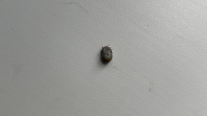 В Кемеровской области проснулись и напали на людей первые в этом сезоне клещи